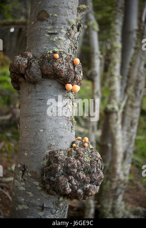 Pan de Indio sur arbre Nothofagus, Patagonie Banque D'Images