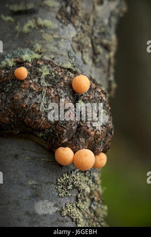 Pan de Indio sur arbre Nothofagus, Patagonie Banque D'Images