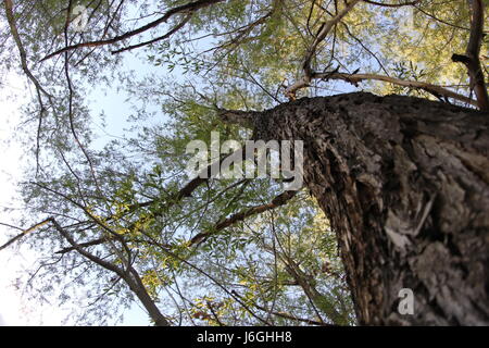 À la hauteur du tronc de l'arbre de saule dans l'auvent au-dessus avec un fond de ciel bleu Banque D'Images