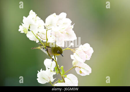 Japanese white-eye (Zosterops japonicus) Banque D'Images