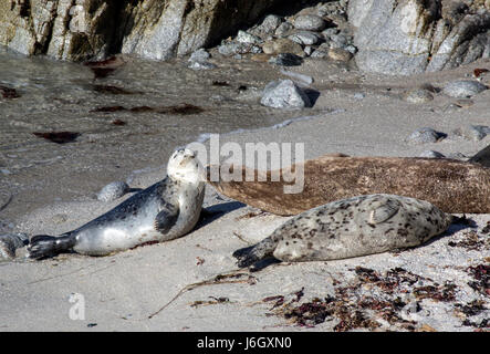 Les chiots et les phoques de la baie de Monterey Banque D'Images