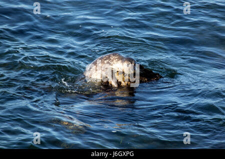 Les joints du rock dans la baie de Monterey, Californie Banque D'Images
