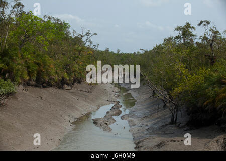 Un canal à sec dans les Sunderbans durant la marée basse. C'est un site du patrimoine mondial de l'UNESCO et une réserve faunique. La plus grande forêt de mangroves du littoral e Banque D'Images