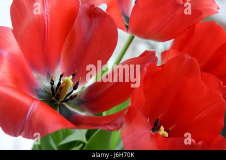 Gros plan d'une fleur de lys ouvert rouge Banque D'Images