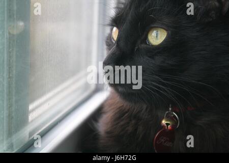 Black Cat looking out window Banque D'Images