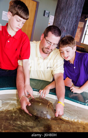 Roanoke Virginia, Science Museum of Western Virginia Learning, exposition collection, Touch Tank, Horseshoe Crab, homme hommes hommes adultes adultes, père Banque D'Images