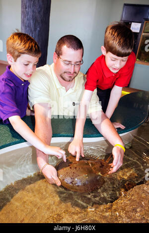 Roanoke Virginia, Science Museum of Western Virginia Learning, exposition collection Touch Tank, Horseshoe Crab, man men men male adulte, père, Banque D'Images