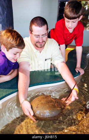 Roanoke Virginia, Science Museum of Western Virginia Learning, exposition collection Touch Tank, Horseshoe Crab, man men men male adulte, père, Banque D'Images