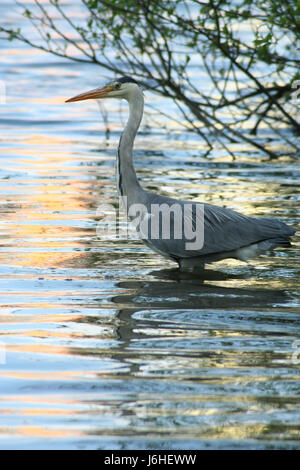 La faune de poissons volent mouches mouches voler heron nature animaux oiseaux oiseaux poissons faune Banque D'Images