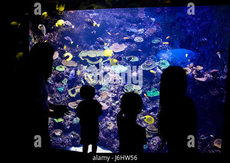 Une famille à l'Aquarium de mer de Singapour. Banque D'Images