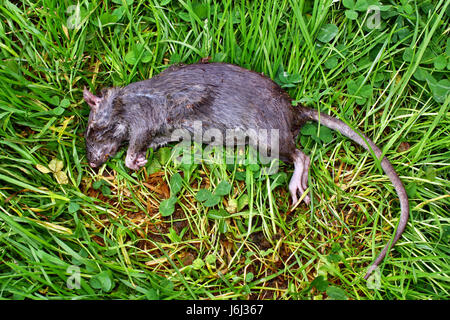 Poison rongeur empoisonné gisant mort big rat Banque D'Images