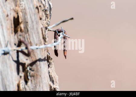 Barbelés jusqu'Fermer Banque D'Images