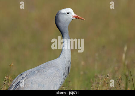 Portrait d'une espèce menacée (blue crane Anthropoides paradisea), oiseau national de l'Afrique du Sud Banque D'Images