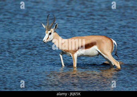 Une antilope springbok (Antidorcas marsupialis) marcher dans l'eau, Etosha National Park, Namibie Banque D'Images