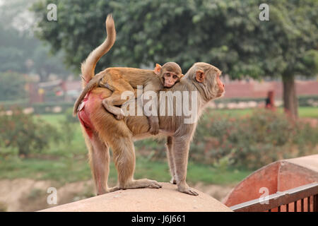 Les singes macaques rhésus urbain (Macaca mulatta) sur les murs de Fort d'Agra, Inde Banque D'Images