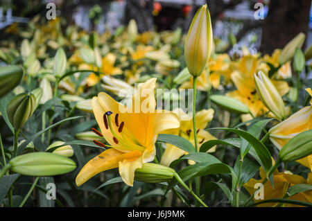 Fleur en fleur de lys, le jardin Banque D'Images