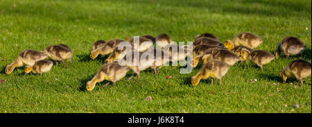 Image panoramique d'une horde de bernache du Canada (Branta canadensis) oison dosage dans un champ vert au Wisconsin Banque D'Images