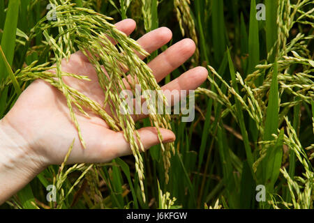 La main de femme détient les oreilles du riz dans un champ de riz à la ferme Banque D'Images