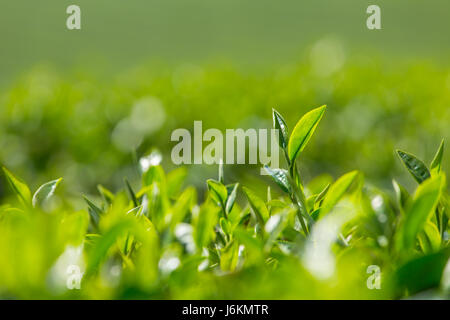Feuilles de thé vert close-up. Mae Chan de plantations de thé dans le Nord de la Thaïlande Banque D'Images