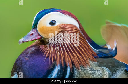 Canard Mandarin. Gros plan de la tête d'un mâle Canard mandarin (Aix galericulata) en plumage d'accouplement à la fin du printemps/début de l'été dans le West Sussex, Royaume-Uni. Banque D'Images