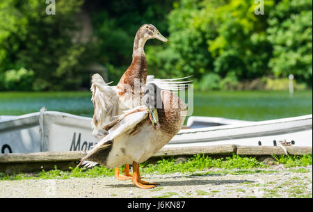 Canard Coureur indien. Paire de coureur indien (Anas platyrhynchos domesticus) debout les ailes battantes, dans le West Sussex, Angleterre, Royaume-Uni. Banque D'Images