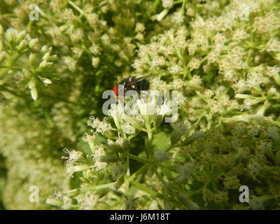 Cette image capture la vue panoramique des rizières, prairies et étangs à poissons à Sitio Matabubok, San Jose, Plaridel, mettant en évidence le rôle de l'irrigation dans le paysage agricole local. Banque D'Images