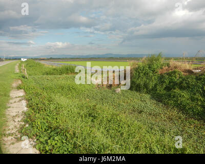 L'image représente les rizières et les routes rurales de Salapungan et Magumbali à Candaba, Pampanga, Philippines, mettant en valeur les paysages agricoles et les infrastructures locales de la région. Banque D'Images