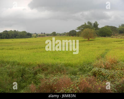 Cette image montre les rizières et les prairies le long de la route à San Ildefonso, Bulacan, reflétant le paysage agricole rural de la région. Banque D'Images