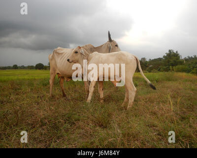L'image montre les rizières et les prairies le long de la route à San Ildefonso, Bulacan, illustrant les paysages agricoles ruraux des Philippines. Banque D'Images