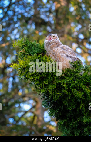 Jeune grand-duc d'Amérique (Bubo virginianus), de l'Est, owl Owl Hoot, perché sur une branche, le bâillement, lacet, London, Ontario, Canada. Banque D'Images