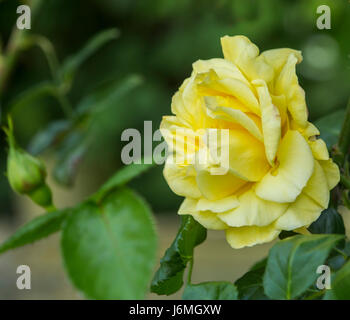 Arthur Bell rosier grimpant, grimpeur,escalade jaune rose, étant donné le prix de mérite Le Jardin donné par la Royal Horticultural Society Banque D'Images