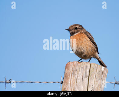 Une femelle Stonechat (Saxicola torquata) posés sur des post, Pembrokeshire Banque D'Images