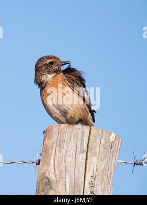 Une femelle Stonechat (Saxicola torquata) au lissage, Pembrokeshire Banque D'Images