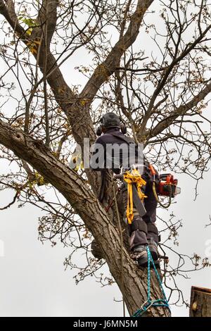 Avec bûcheron et vu la taille du faisceau d'un arbre. Le travail de l'arboriste sur de vieux noyer Banque D'Images