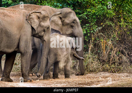 Troupeau d’éléphants Banque D'Images