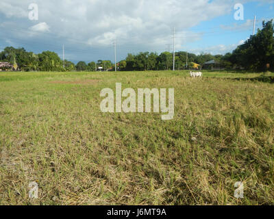 06550 arbres rizières grasslands Diliman JE Salapungan 03 villages de Bulacan San Rafael Banque D'Images