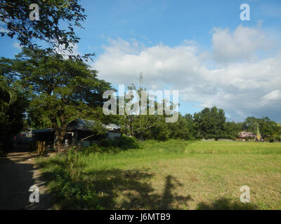 06550 arbres rizières grasslands Diliman JE Salapungan 08 villages de Bulacan San Rafael Banque D'Images