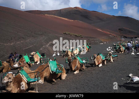 Promenades en chameau dans le Parc National de Timanfaya, Lanzarote, Espagne Banque D'Images