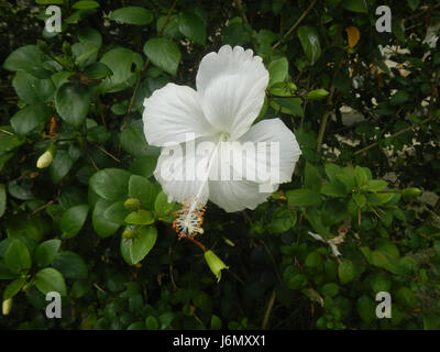 Cette image montre un cultivar blanc d'Hibiscus rosa-sinensis, une espèce de plante à fleurs originaire d'Asie de l'est. Connu pour ses grandes fleurs voyantes, il est populaire dans les jardins et les paysages tropicaux du monde entier. Banque D'Images