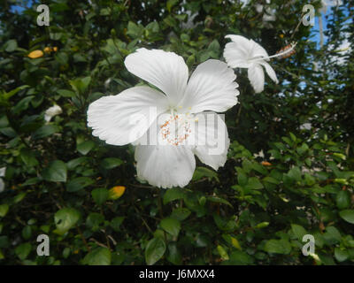 Hibiscus rosa-sinensis, une espèce de plante à fleurs originaire d'Asie de l'est, est connue pour ses grandes fleurs colorées. Le cultivar blanc de cette plante est particulièrement apprécié pour ses pétales délicats et sa valeur ornementale dans les jardins et les paysages. Banque D'Images