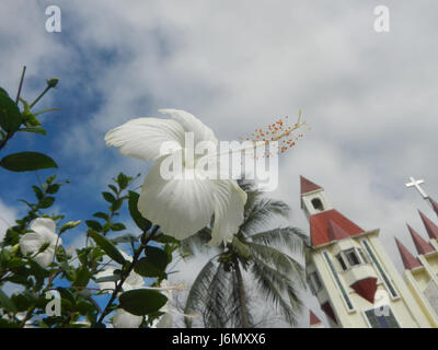Cette image montre un cultivar blanc d'Hibiscus rosa-sinensis, une plante tropicale connue pour ses grandes fleurs voyantes. La variété blanche est populaire dans les jardins ornementaux et symbolise la pureté dans de nombreuses cultures. Banque D'Images