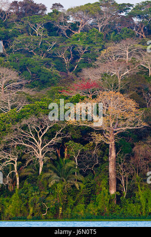 Forêt tropicale à côté du Rio Chagres dans le parc national de Soberania, République du Panama. Le grand arbre (en bas à droite) est un arbre de Cuipo, le cavanillesia platanifolia. Banque D'Images