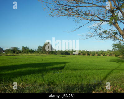 Cette image fait référence au paysage agricole de Sabang à Baliuag, Bulacan, Philippines, mettant en valeur les rizières, les prairies, et des arbres. La zone comprend également des systèmes d'irrigation qui soutiennent la riziculture. Les ponts routiers à proximité facilitent le transport, aidant l'agriculture et le commerce locaux. Banque D'Images