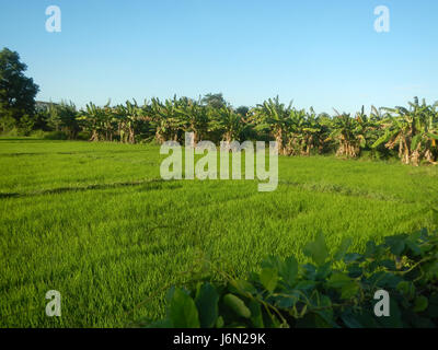 Ce titre fait référence à une zone rurale de Baliuag, Bulacan, présentant des rizières, des systèmes d'irrigation et des routes. Il met en lumière l'utilisation des terres agricoles et l'infrastructure rurale aux Philippines. Banque D'Images