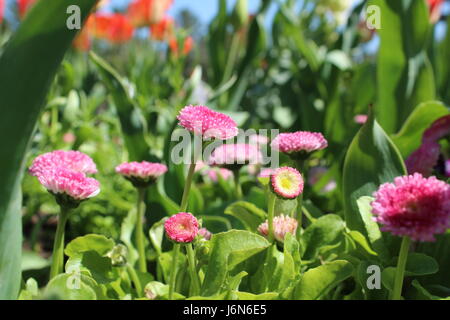 Petites fleurs roses dans un lit de jardin, au milieu des plantes vertes. Banque D'Images