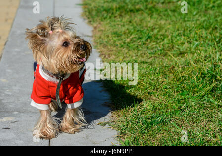 Mignon et élégant, ce chien jouant sur l'herbe Banque D'Images