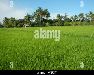 Vue sur les rizières Pritil à Guiguinto, Bulacan, mettant en valeur le paysage agricole local avec des systèmes d'irrigation et des prairies. Banque D'Images