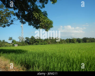 Ceci fait référence à une vue des rizières, des arbres et des prairies à Pritil, Guiguinto, Bulacan, Philippines. Il met en lumière l’environnement agricole et les infrastructures d’irrigation qui soutiennent l’agriculture locale. Banque D'Images