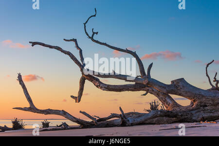 Un lever de soleil à Boneyard Beach à Big Talbot Island State Park dans le nord-est de la Floride. (USA) Banque D'Images