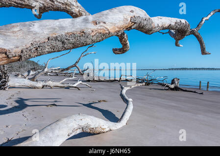 Les arbres de bois flotté sur la plage à Boneyard Florida's Big Talbot Island State Park. (USA) Banque D'Images